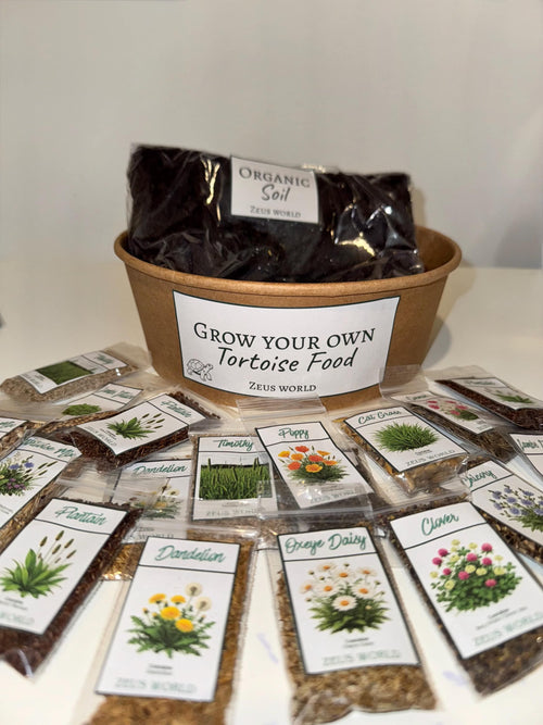Cat Grass | Grow Your Own Tortoise Food Kit | Tortoise Seeds & Organic Soil | Natural Grazing Kit