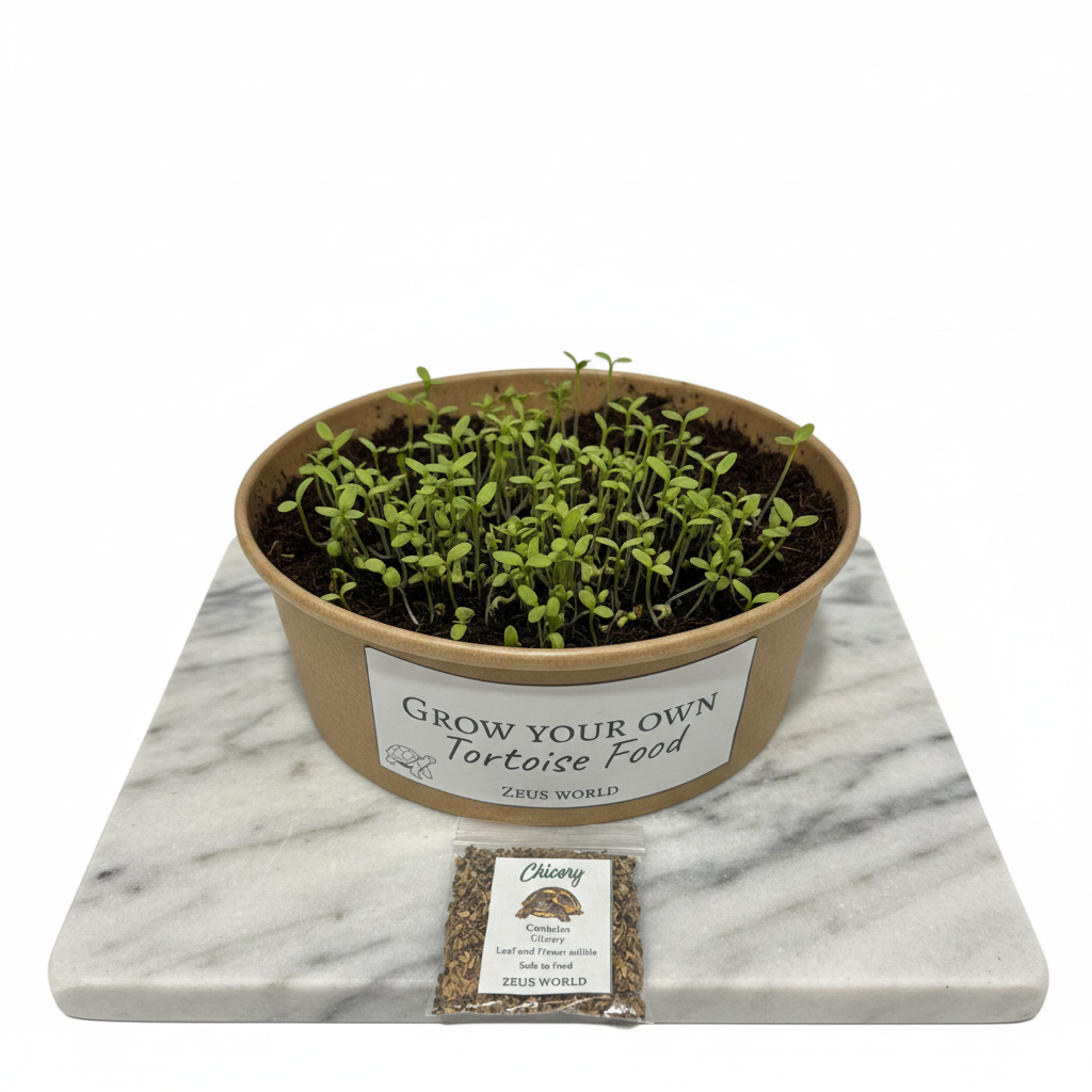 Chicory | Grow Your Own Tortoise Food Kit | Tortoise Seeds & Organic Soil | Natural Grazing Kit