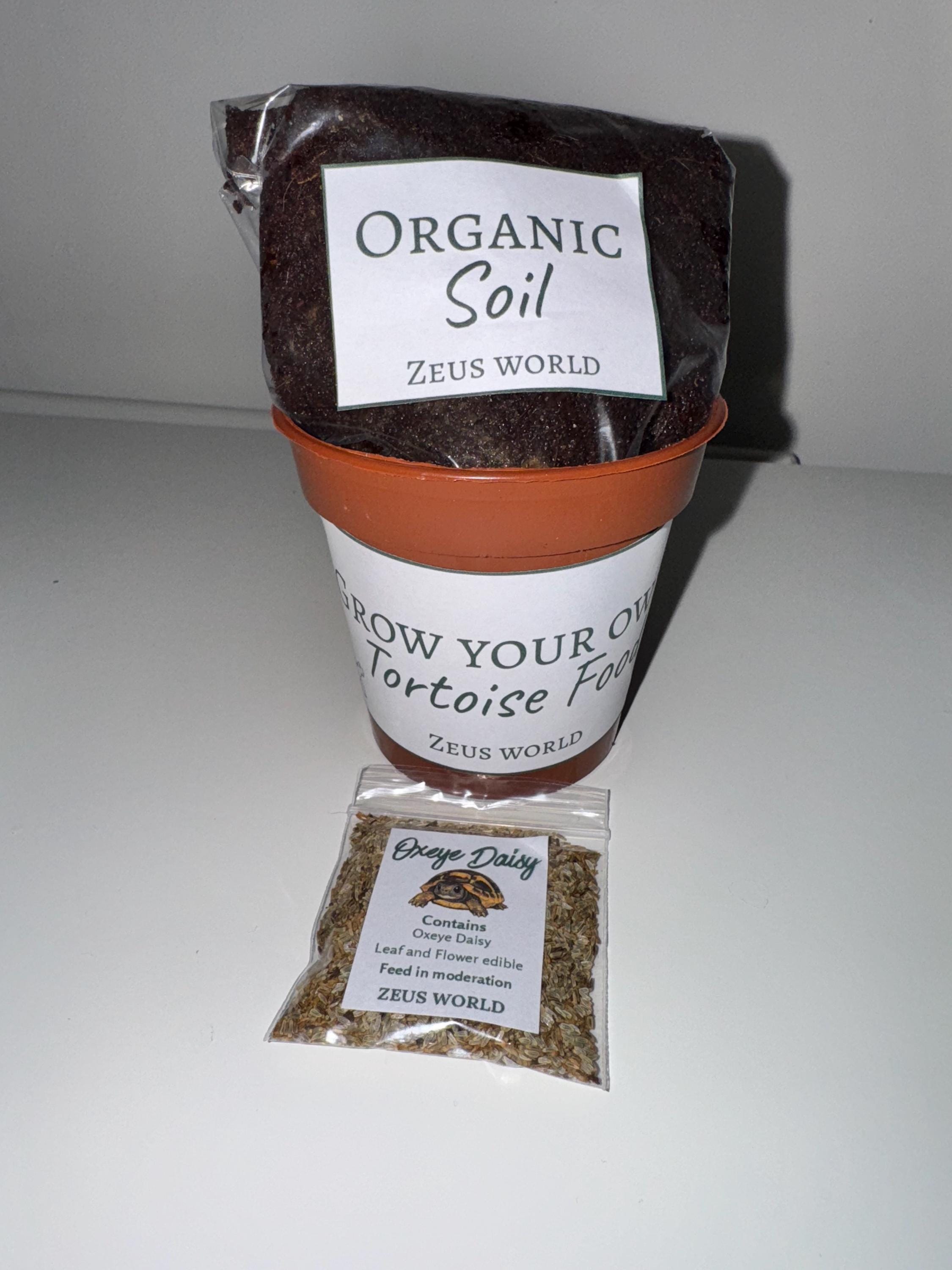 Oxeye Daisy | Grow Your Own Tortoise Food Kit | Tortoise Seeds & Organic Soil | Natural Grazing Kit