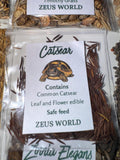 Catsear Seeds | Grow Your Own Tortoise Food | Tortoise Safe Seed Blend | Natural Reptile Diet