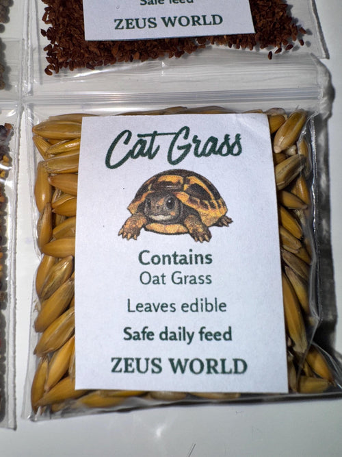 Cat Grass | Grow Your Own Tortoise Food Kit Pot | Tortoise Seeds & Organic Soil | Natural Grazing Kit