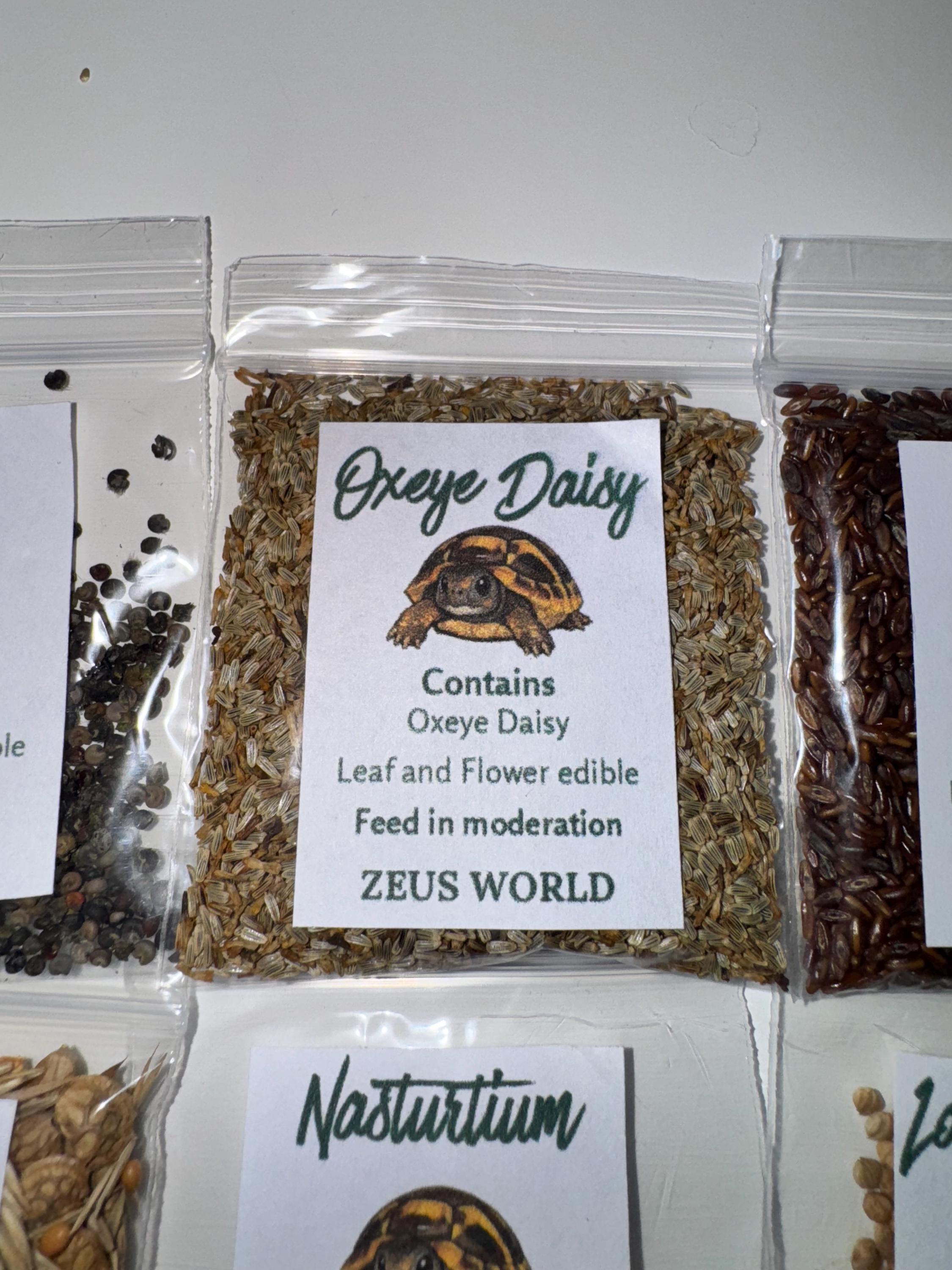 Oxeye Daisy | Grow Your Own Tortoise Food Kit | Tortoise Seeds & Organic Soil | Natural Grazing Kit