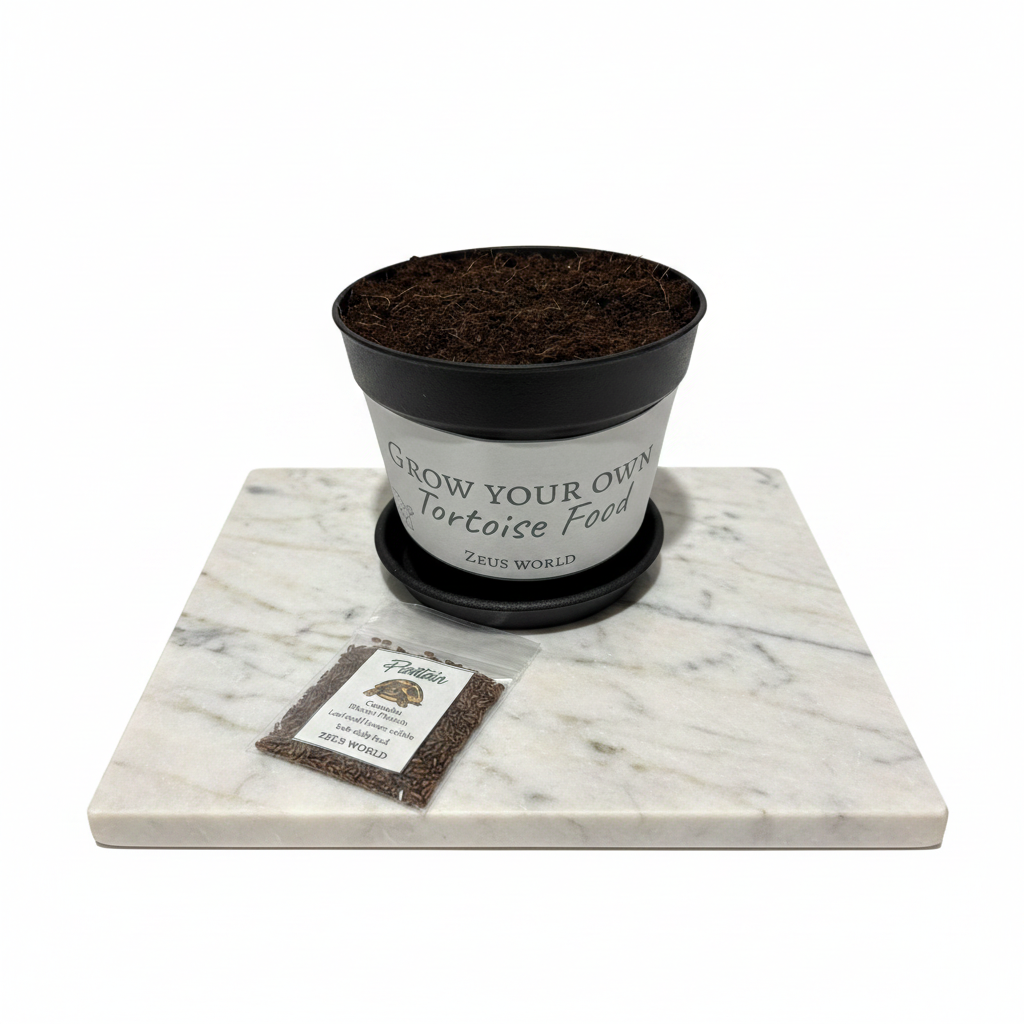 Plantain | Grow Your Own Tortoise Food Kit | Tortoise Plantain Seeds & Organic Soil | Natural Grazing Kit