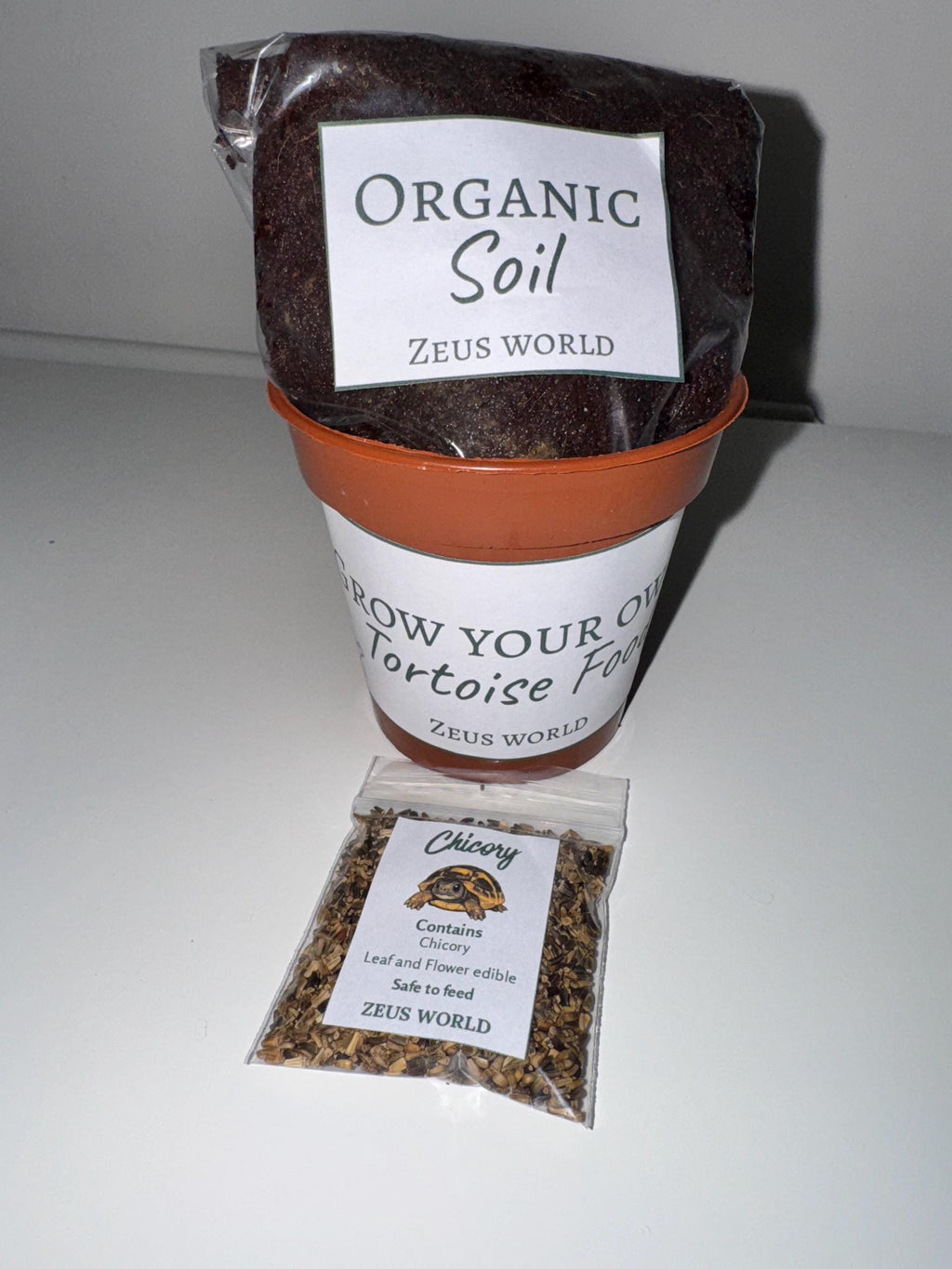 Chicory | Grow Your Own Tortoise Food Kit Pot | Tortoise Seeds & Organic Soil | Natural Grazing Kit