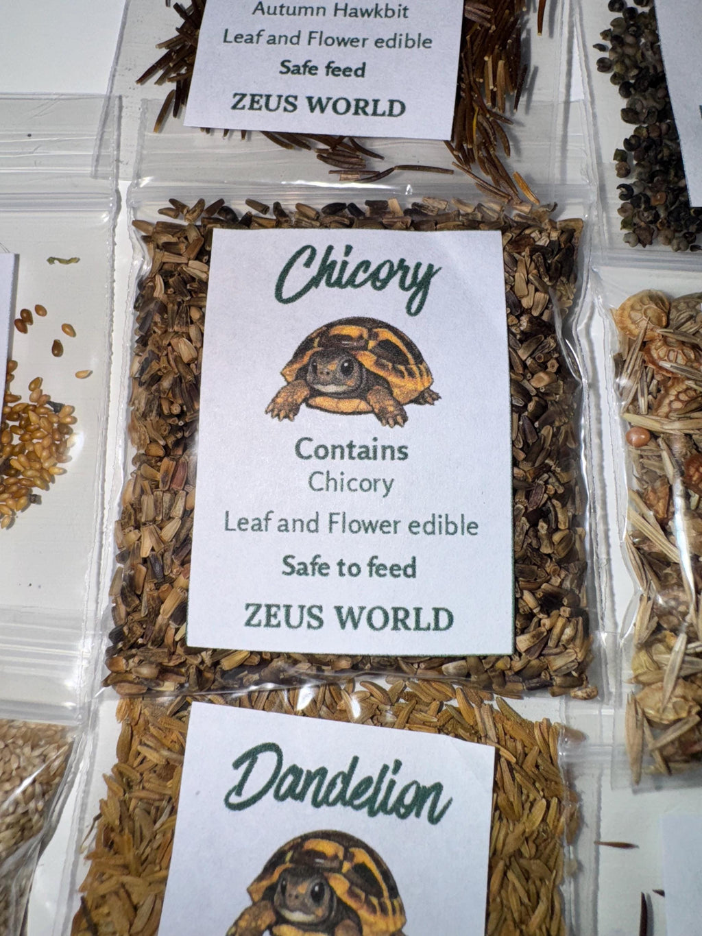 Chicory | Grow Your Own Tortoise Food Kit Pot | Tortoise Seeds & Organic Soil | Natural Grazing Kit