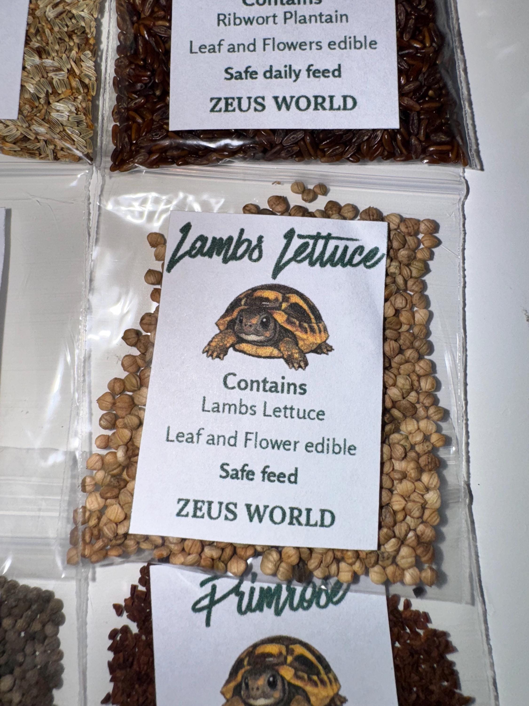 Lambs Lettuce | Grow Your Own Tortoise Food Kit | Tortoise Seeds & Organic Soil | Natural Grazing Kit