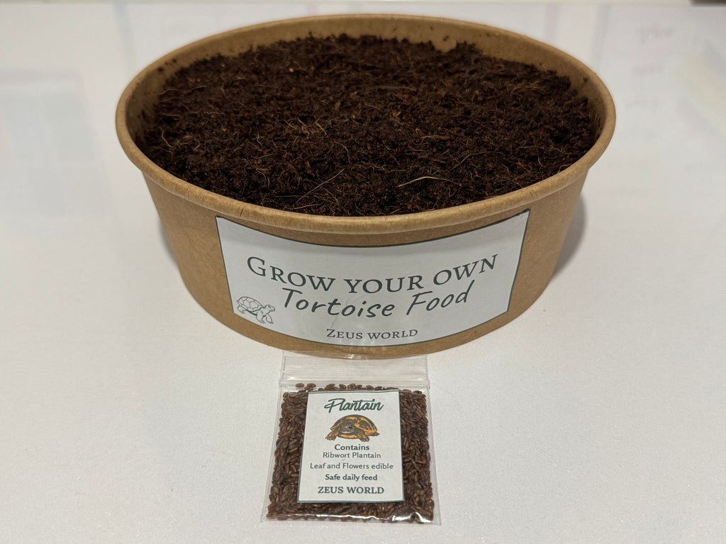 Plantain | Grow Your Own Tortoise Food Kit | Tortoise Plantain Seeds & Organic Soil | Natural Grazing Kit