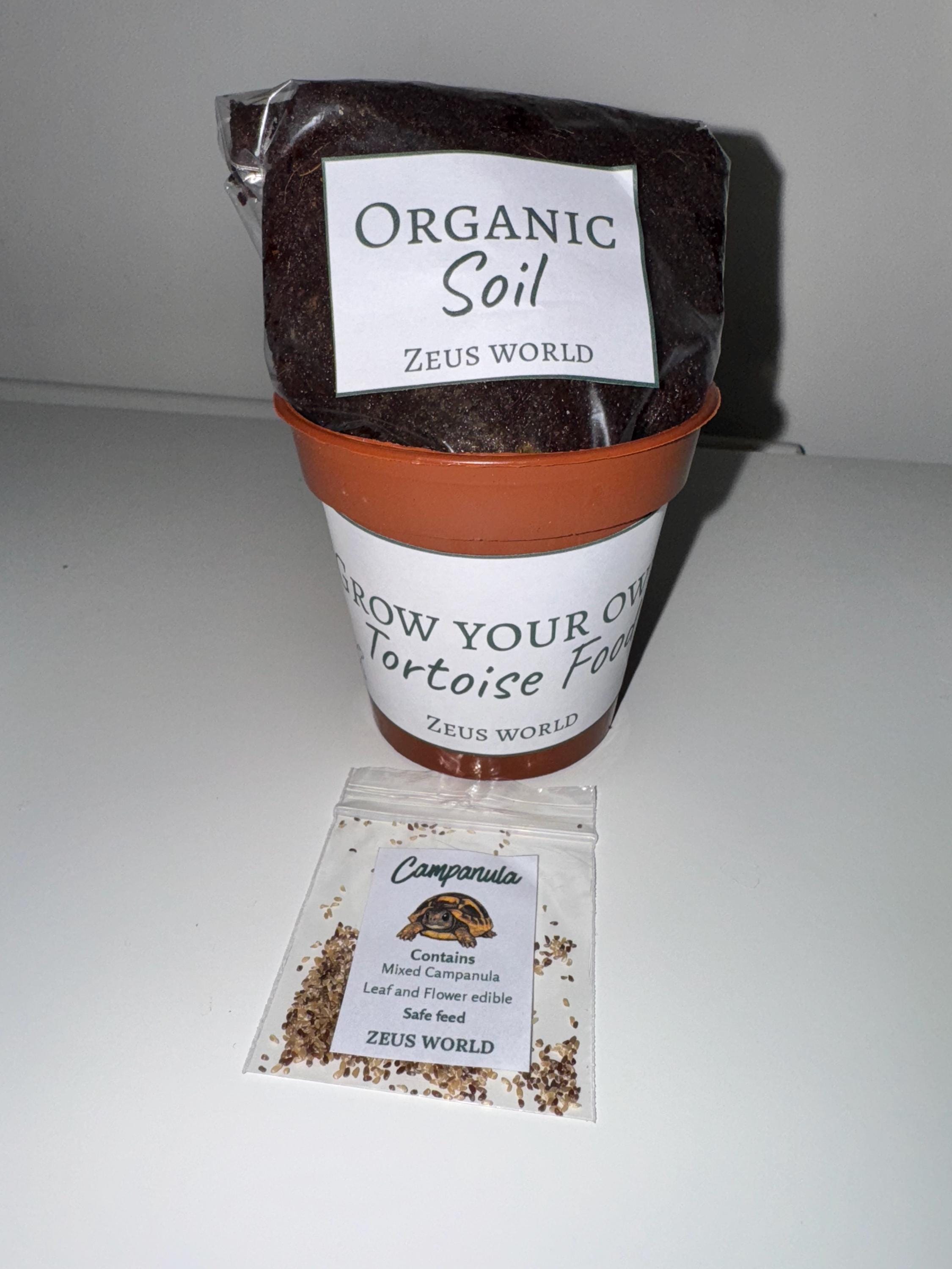 Campanula | Grow Your Own Tortoise Food Kit Pot | Tortoise Seeds & Organic Soil