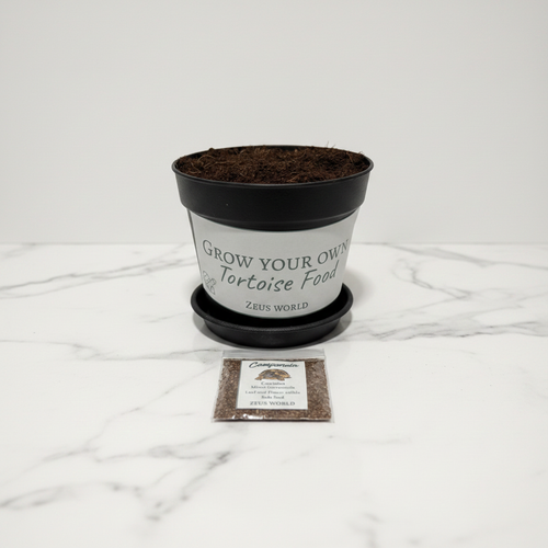 Campanula | Grow Your Own Tortoise Food Kit Pot | Tortoise Seeds & Organic Soil
