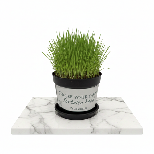 Cat Grass | Grow Your Own Tortoise Food Kit Pot | Tortoise Seeds & Organic Soil | Natural Grazing Kit