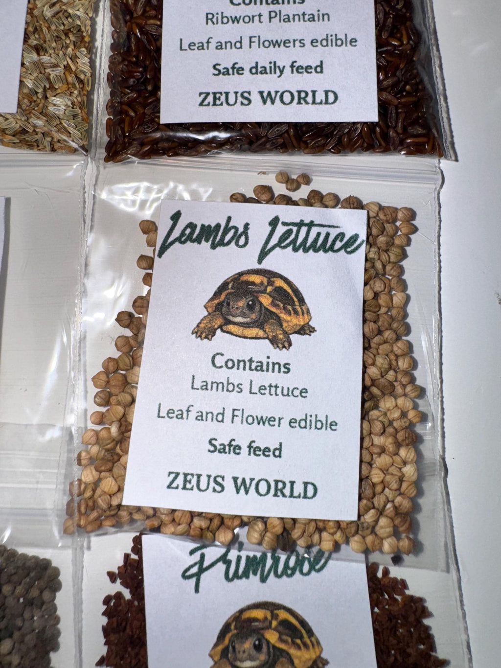 Lambs Lettuce Seeds | Grow Your Own Tortoise Food | Tortoise Safe Seed Blend | Natural Reptile Diet