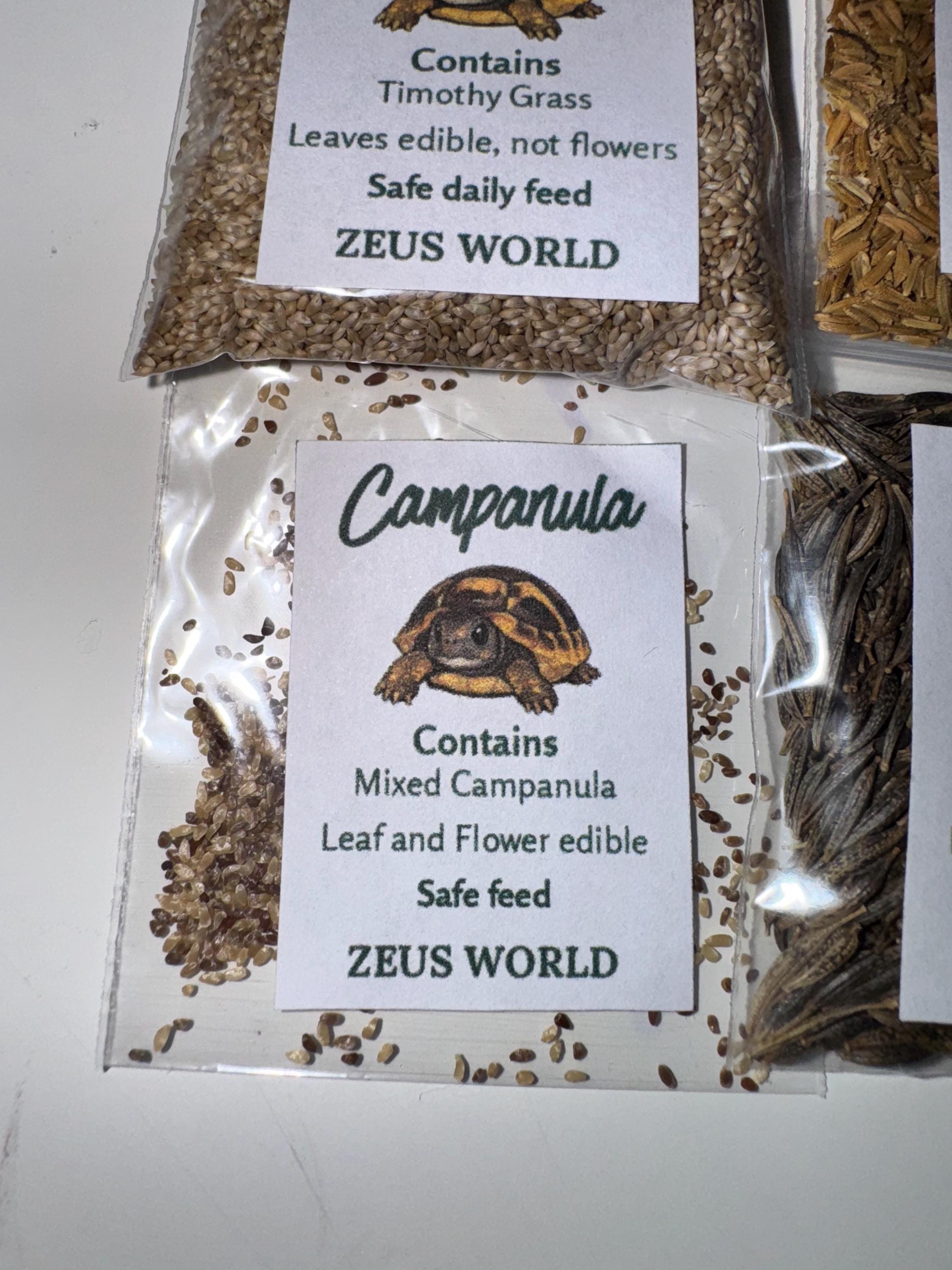 Campanula Seeds | Grow Your Own Tortoise Food | Tortoise Safe Seed Blend | Natural Reptile Diet