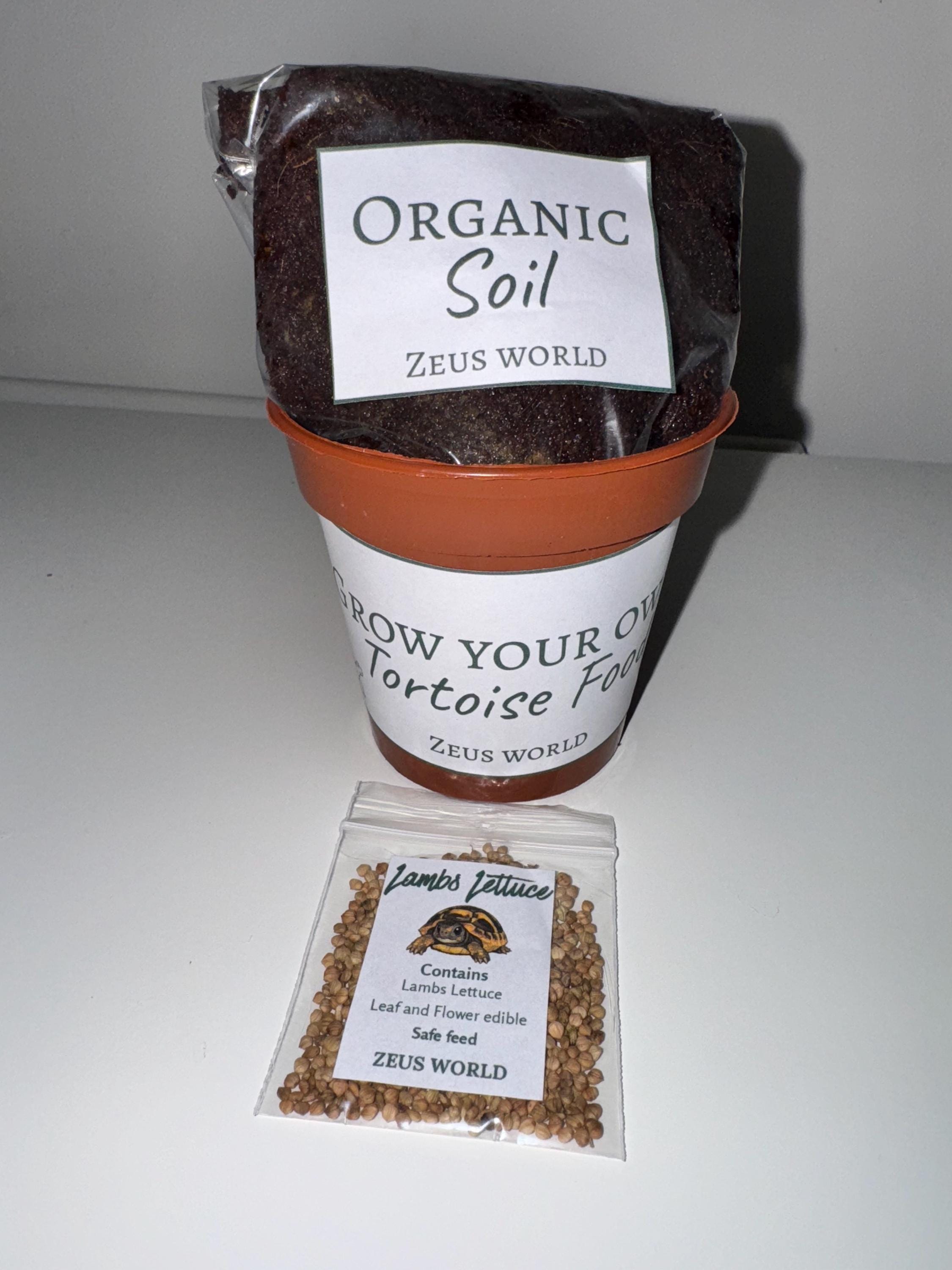 Lambs Lettuce | Grow Your Own Tortoise Food Kit | Tortoise Seeds & Organic Soil | Natural Grazing Kit